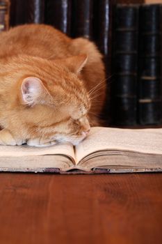 Closeup of ginger domestic cat slipping on very old book