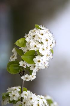 White flowers of a tree on blurry background