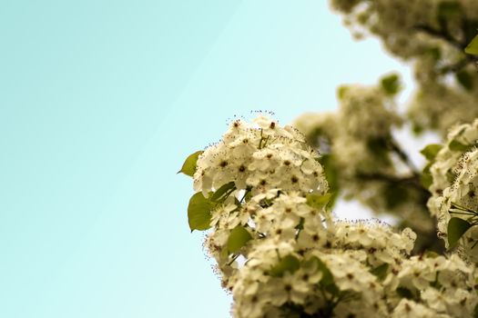 White flowers from a tree, blue sky background