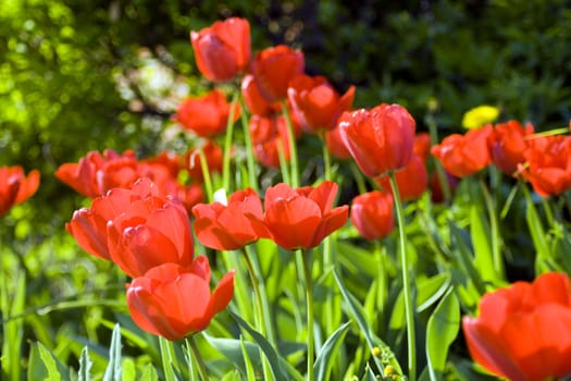 Field full of red tulips on blurry background