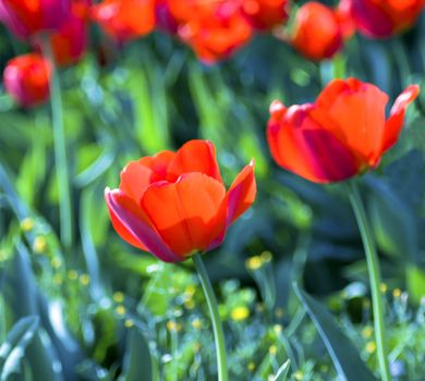 Red tulips on a green field