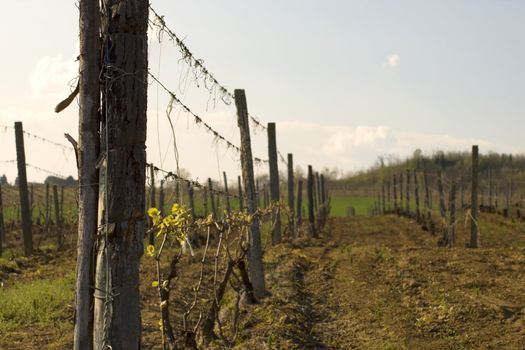 Closeup of a pole in a vine