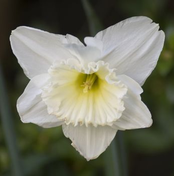 Closeup of white and yellow flower