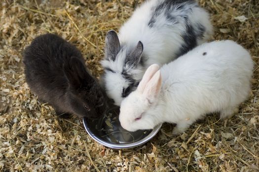 Three rabbits eating from a metal bowl