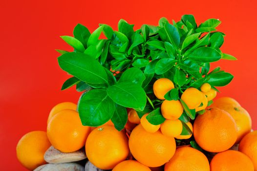 Bright ripe oranges under the green branches