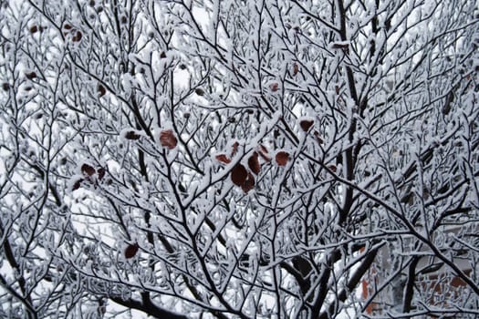 Snowy white branches, with brown leafs