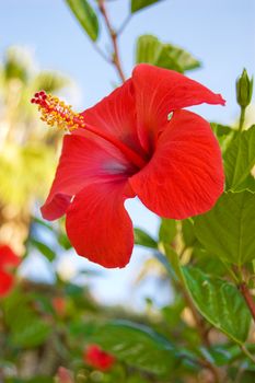 Red hibiscus on blue sky