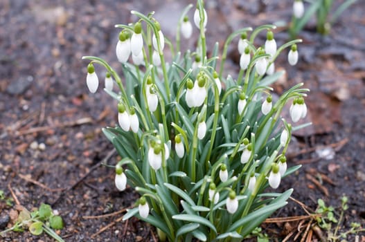 Close-up shot for a  snowdrops in the garden