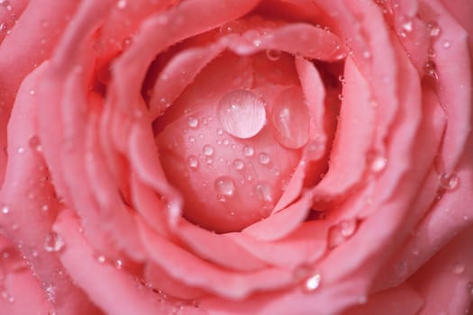 Rose with beautiful drops of rain close up