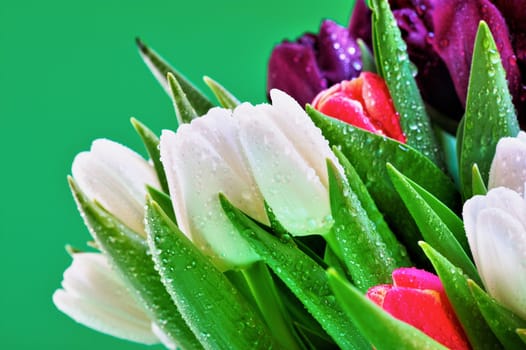 Close-up of dew on the beautiful multicolored tulips