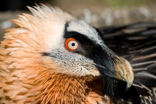 Lammergeier 's specimen (Gypaetus barbatus) posing placidly 