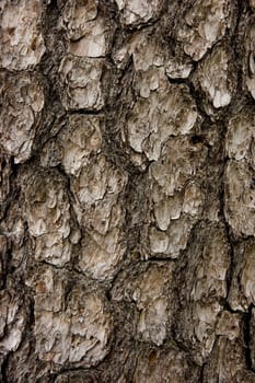 Photo of a textural bark of a tree