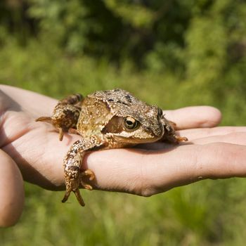 Photo of a frog sitting on a man's hand