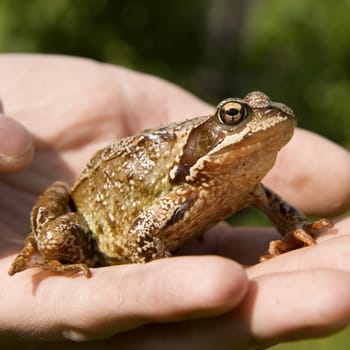 Photo of a frog close up on a man's hand