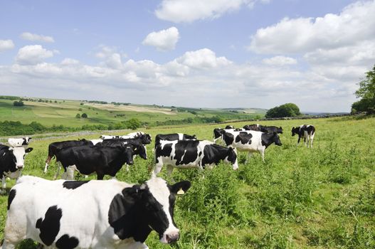 Dairy cows in a field Peak District National Park Derbyshire