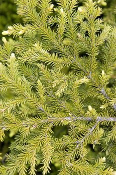 Photo of a green fur-tree branch closeup