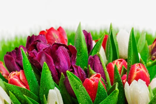 Excellent overview of the growing fields of tulips