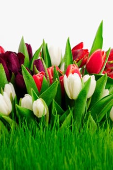 Grass and tulips in the open air after the rain