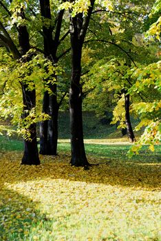 Beautiful autumn colors of the trees in the park. Morning light