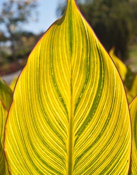 Large variegated leaf, backlit by afternoon sun, at Palma Sola Botanical Gardens in Bradenton, Florida