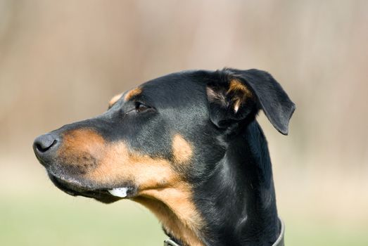 a portrait of a black doberman with a natural background