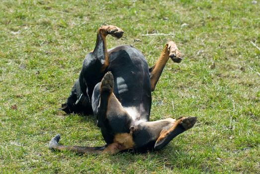 a black doberman rolling in the lawn