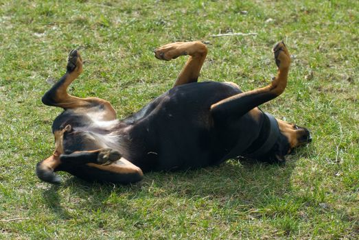 a black doberman rolling in the lawn