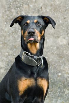 a portrait of a black doberman showing his tongue looking cheeky