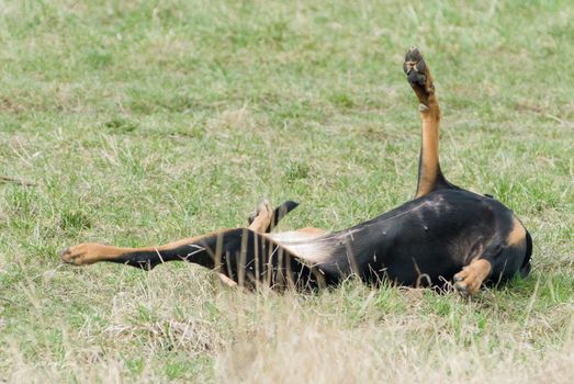 a black doberman rolling in the lawn