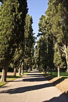 famous roman road with cypress trees on either side