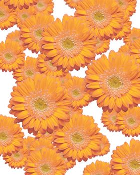 Various Sized and Depth of Falling Pink and Yellow Gerber Daisies.