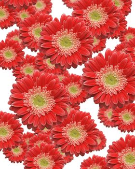 Various Sized and Depth of Falling Red Gerber Daisies.