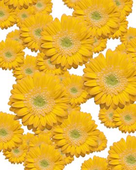 Various Sized and Depth of Falling Yellow Gerber Daisies.