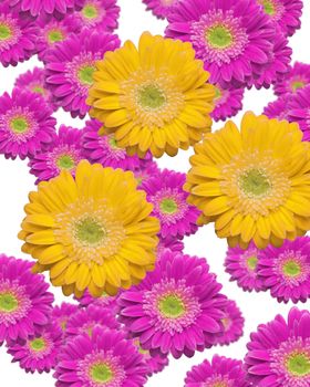 Various Sized and Depth of Falling Magenta and Yellow Gerber Daisies.