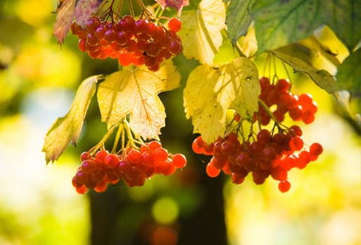 Guelder Rose, also called Water Elder, European Cranberrybush, Cramp Bark or Snowball Tree with red berries and colored leaves with autumn colors and tree background in october