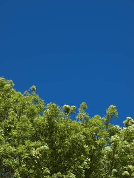 Green tree foliage over a deep blue spring sky