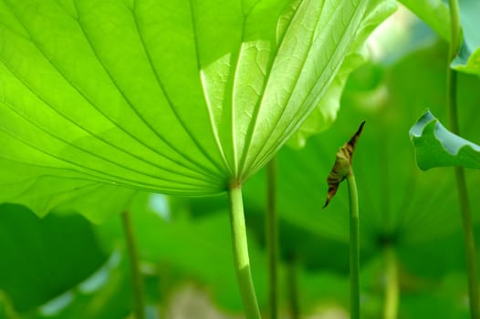 The texture of lotus leaves under sunshine viewing from bottom