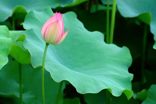 The lotus flower and giant leave pad
