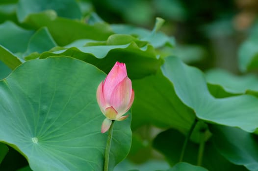The lotus flower and giant leave pad