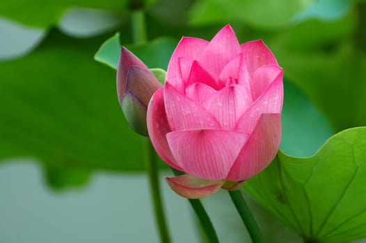 A view of lotus flower and bud in pond