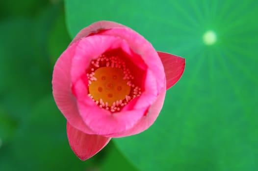 A view from top of lotus flower over green leave