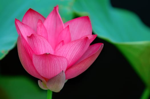 The blooming flower of lotus over leaves