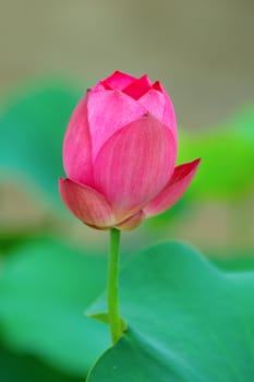 A outstanding lotus flower over the green leaves