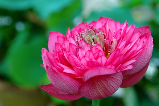 The blooming of lotus flower over green