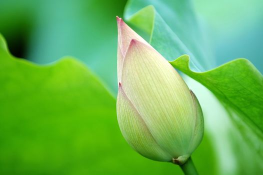 The lotus blossom and the lotus pads (leaves)
