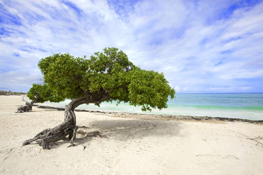 Divi divi tree on Eagle beach, Aruba