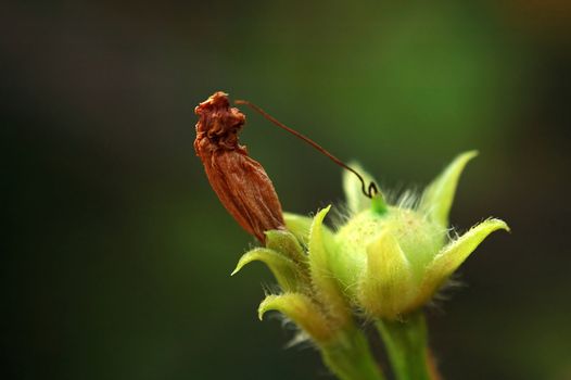 The dried leaf and the seeds of climbing plant