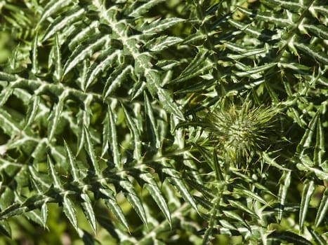 Mediterranean Thistle or Galactites Tormentosa is a cactus