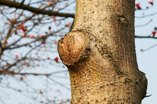 Detail of tree trunk