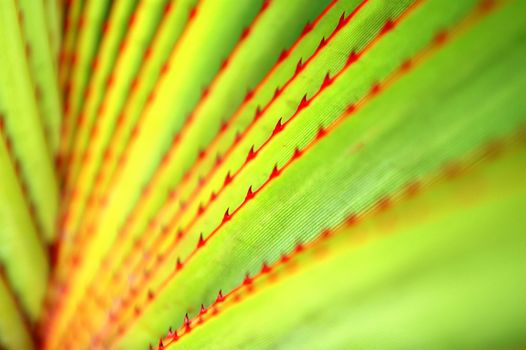 The pattern of agave leaves with prick